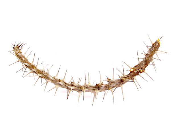 morceau de branche recouvert de longues épines épineuses
 - Photo, image