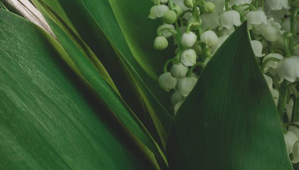 Κοντινό πλάνο όμορφη Convallaria majalis υφή μοτίβο φόντου για το σχεδιασμό. Προβολή μακρο φωτογραφίας. - Φωτογραφία, εικόνα