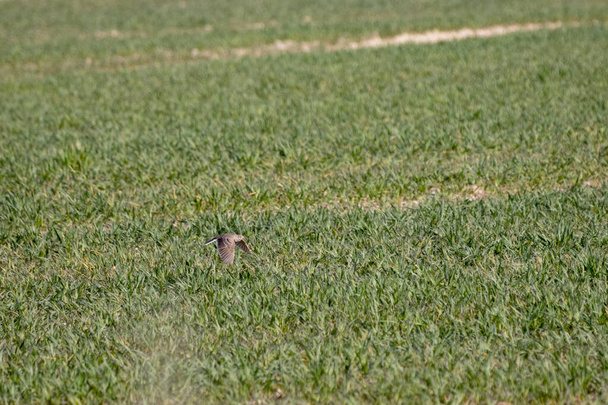 Eurasian skylark (Alauda Arvensis) flying over a field in springtime - Photo, Image