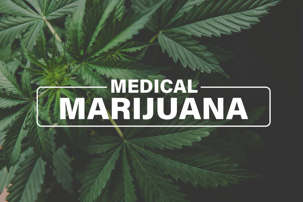 Medizinisches Marihuana, Marihuanablätter, Marihuana-Pflanzen Hanf, Anbau Cannabis, Anbau Cannabis Indica, Hintergrund grün, - Foto, Bild