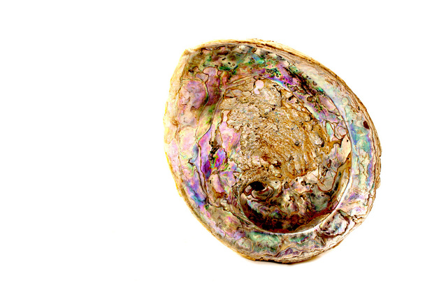 abalone fél-shell gyöngyház béléssel - Fotó, kép