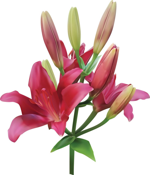branch of delicate pink violet lilies with blossoming flowers and closed buds isolated on a white background. 3d illustration, 3d image - Photo, Image