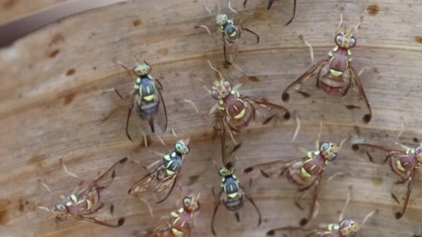 közelkép mikro darazsak rovarok a fészekben - Felvétel, videó
