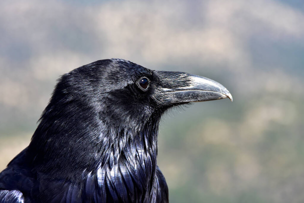 Profile of a Raven with a blue green background. - Photo, Image