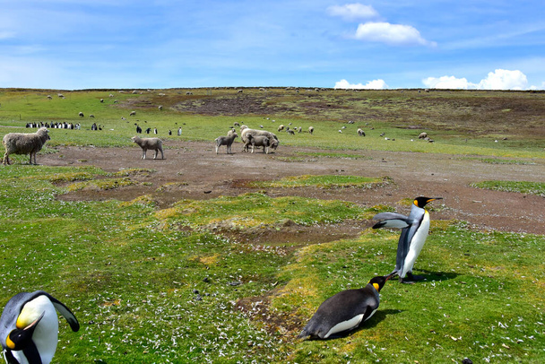 Koyun ve Kral Penguenler Falkland Adaları 'ndaki Gönüllü Noktası' nda aynı yeri paylaşıyor. - Fotoğraf, Görsel