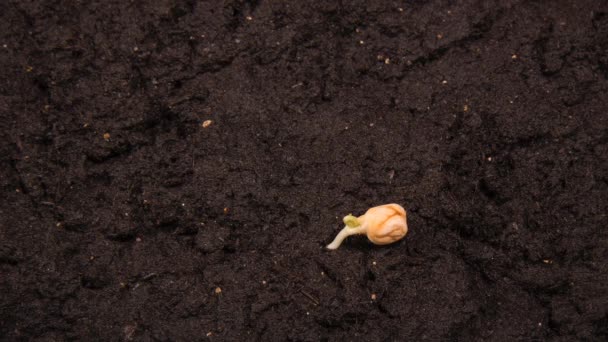 Growing bean time-lapse with seed half in the ground - Footage, Video