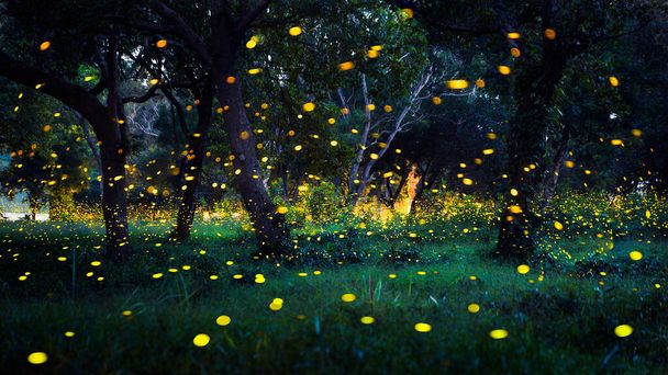 Firefly flying in the forest. Fireflies in the bush at night in Prachinburi Thailand. Long exposure photo. - Photo, Image
