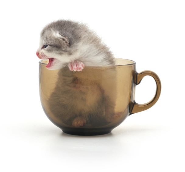 Kitten in cup - Zdjęcie, obraz