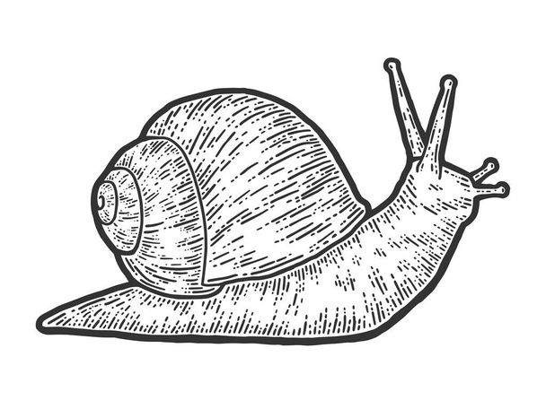 Snail gastropods, isolated animal. Sketch scratch board imitation. - Vector, Image