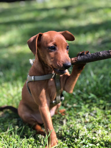 Pequeño cachorro perro razas Tswergpinscher es jugado por una rama de madera en verde hierba lindo retrato
 - Foto, Imagen