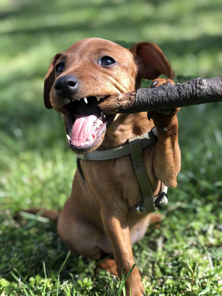 Pequeño cachorro Perros crianza pincher gnaping un árbol rama para un paseo sobre un fondo de verde hierba divertido Retrato
 - Foto, Imagen