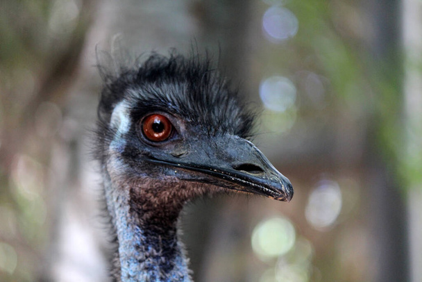 Funny Emu ostrich closeup portrait.  - Фото, изображение