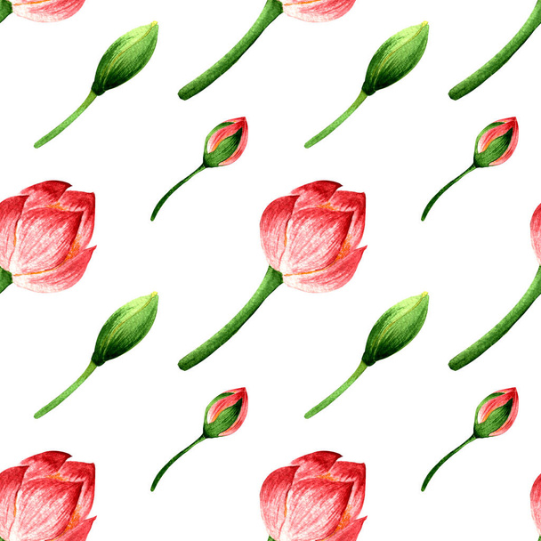 acuarela dibujado a mano patrón sin costura de capullos de loto rosa en flor sobre un fondo blanco
. - Foto, Imagen