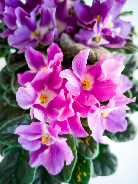 Viola plant with violet flowers , Viola, Common Violet, Viola tricolor, pansy flower - Foto, immagini