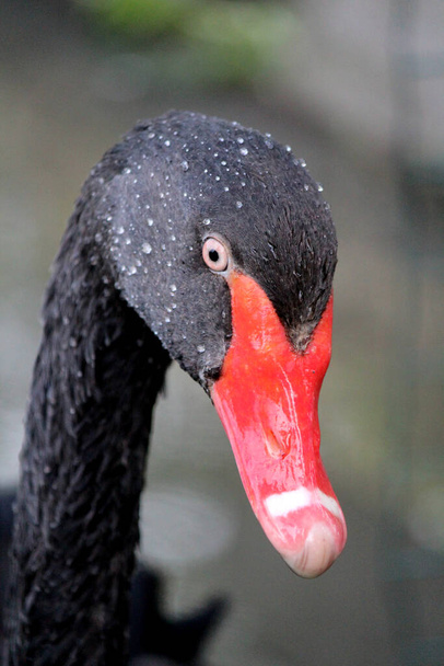 Colorful portraits of European birds: duck, seagull, black swan  - Photo, Image
