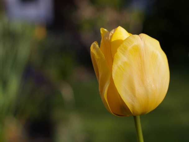 Un primo piano di un bel fiore di tulipano giallo in primavera
 - Foto, immagini