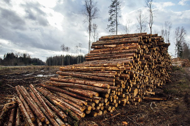 Stos świeżo wyciętych kłód drewna przed pustym lasem - Zdjęcie, obraz