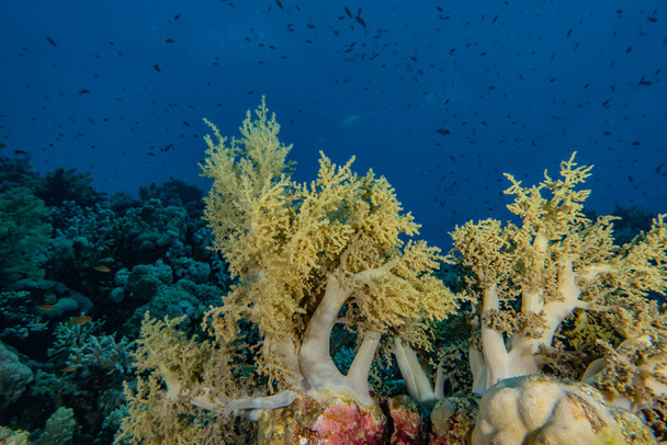 Коралловые рифы и водные растения в Красном море, Эйлат Израиль - Фото, изображение