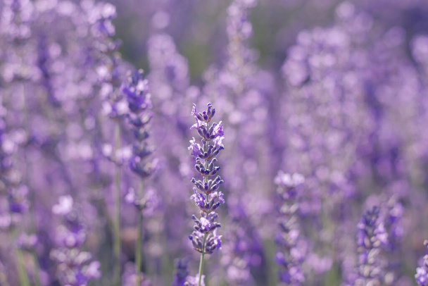 Detail of purple lavender flowers in a plantation - Фото, изображение