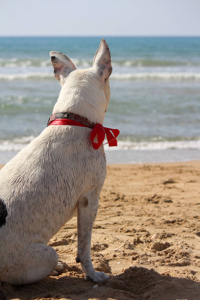 Roztomilý bílý pes s červenou stuhou si hraje na pláži. Fotka z letního dne. Rozmazaný výhled na moře na pozadí. Letní zábava.  - Fotografie, Obrázek