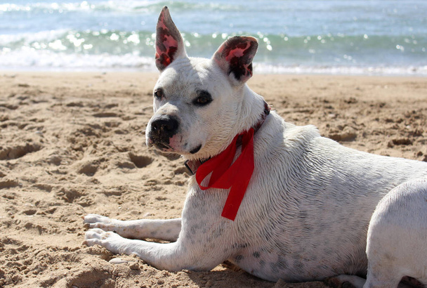 Roztomilý bílý pes s červenou stuhou si hraje na pláži. Fotka z letního dne. Rozmazaný výhled na moře na pozadí. Letní zábava.  - Fotografie, Obrázek