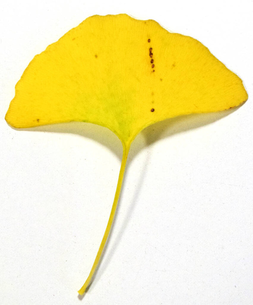 Autumn. Gingko tree leaf. - Photo, Image