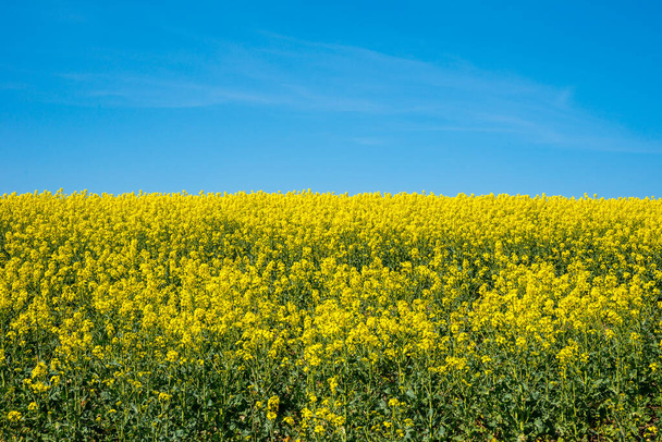 Campo de colza amarelo com céu azul profundo
 - Foto, Imagem