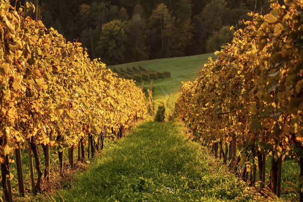 Vineyards row in Slovenia - Φωτογραφία, εικόνα