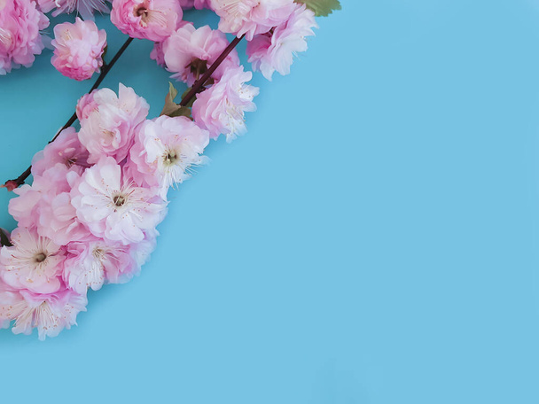 背景色に桜を咲かせ - 写真・画像