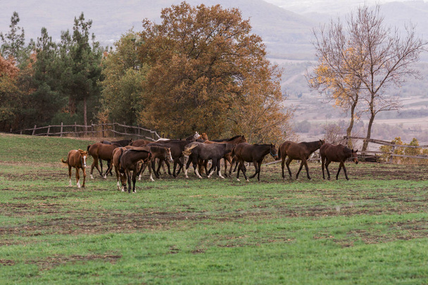 grazing horses spread across the field - Fotó, kép