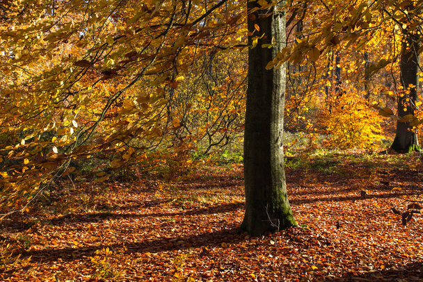 Beech tree with an autumnal dress  - Foto, imagen