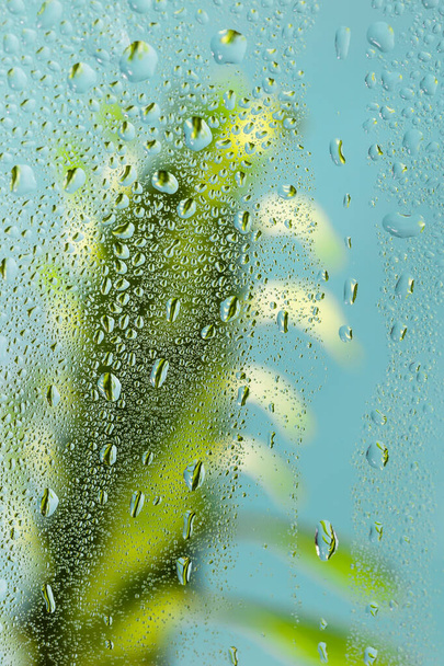 Grüne Pflanze mit Regentropfen auf blauem Hintergrund - Foto, Bild