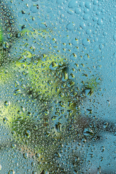 Planta verde con gotas de lluvia sobre fondo azul
 - Foto, imagen