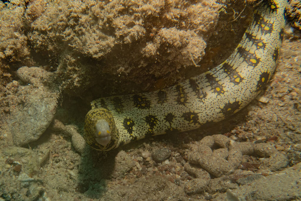 Tiger Snake Eel no Mar Vermelho Colorido e bonito, Eilat Israel
 - Foto, Imagem