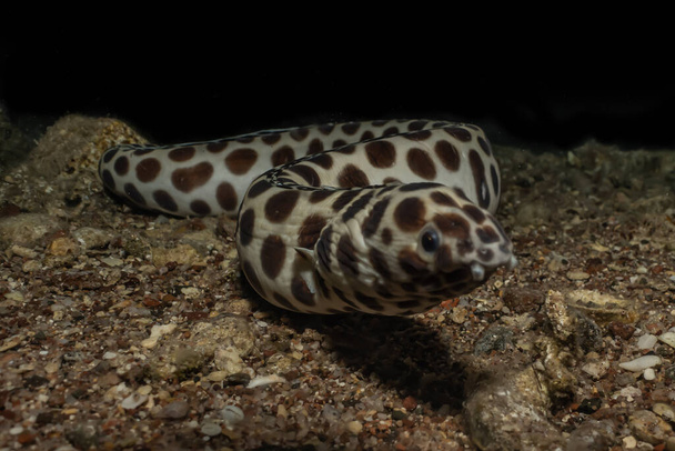 Tiger Snake Eel in the Red Sea Colorful and beautiful, Eilat Israel - Photo, Image