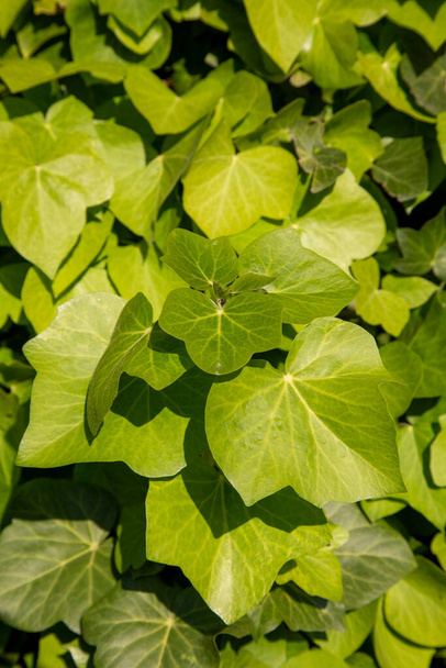 örökzöld talajtakaró eső után zöld háttér. zöld levelek a kertben homályos háttérrel - Fotó, kép