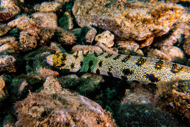 Tiger Snake Eel in the Red Sea Colorful and beautiful, Eilat Israel - Photo, Image