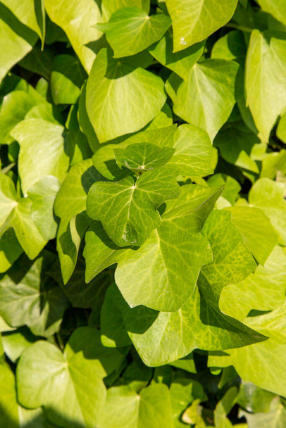 ikivihreä groundcover jälkeen sademäärä vihreä tausta. vihreät lehdet puutarhassa vastaan hämärtynyt tausta
 - Valokuva, kuva