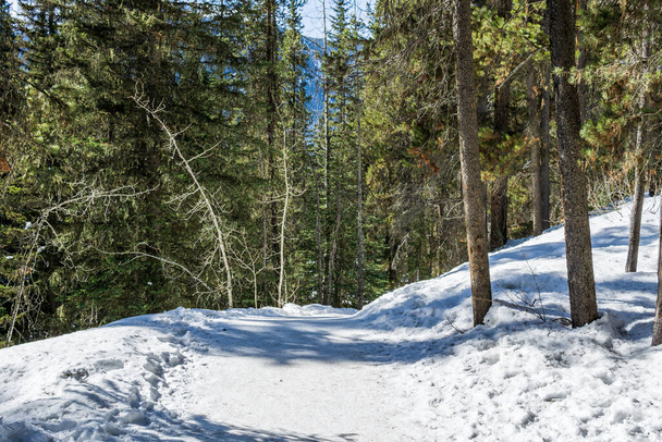path in the forest winter landscape hiking trail - Fotó, kép