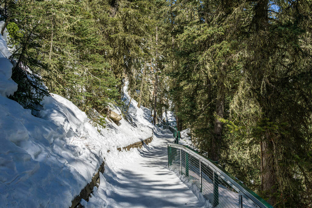 path in the forest winter landscape hiking trail - Фото, зображення