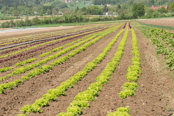 Salatanbau im ökologischen Landbau - Salat auf dem Feld - Foto, Bild