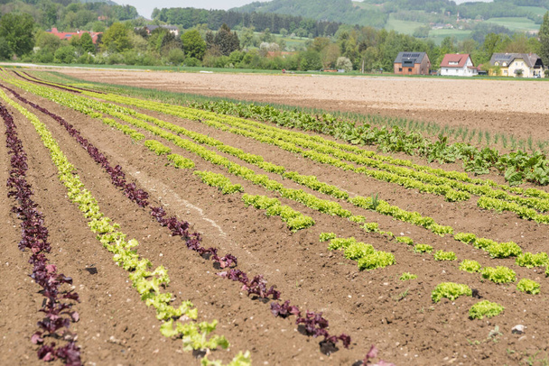 Tarlaya ekilmiş organik tarım marulu - marul toplamak - Fotoğraf, Görsel