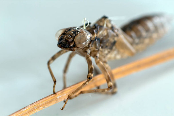 Gros plan de la coquille d'une larve de libellule
 - Photo, image