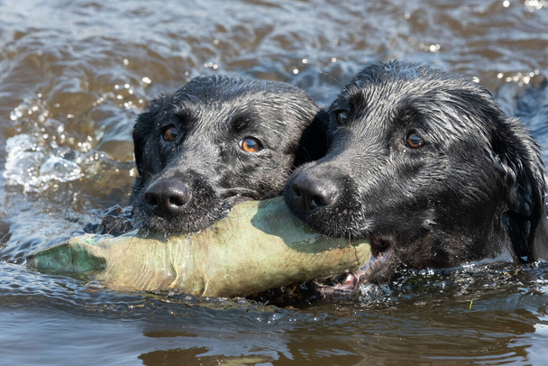 Dos Labradores negros recuperando un maniquí de entrenamiento del agua juntos - Foto, imagen