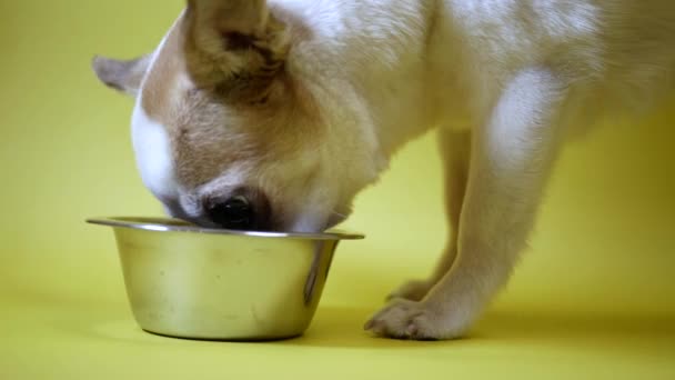 Chihuahua dog eat feed from a bowl. Bowl of kibble food. Healthy pets meal. Isolated on yellow background - Πλάνα, βίντεο