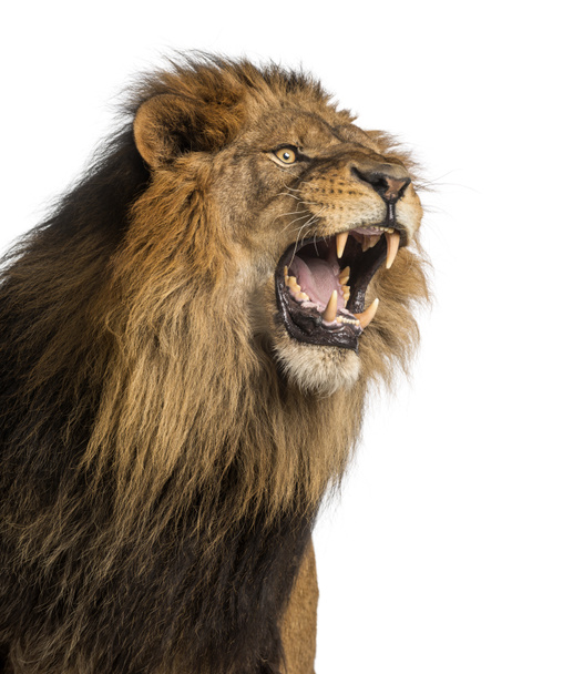 Close-up of a Lion roaring, Panthera Leo, 10 years old, isolated - Photo, Image