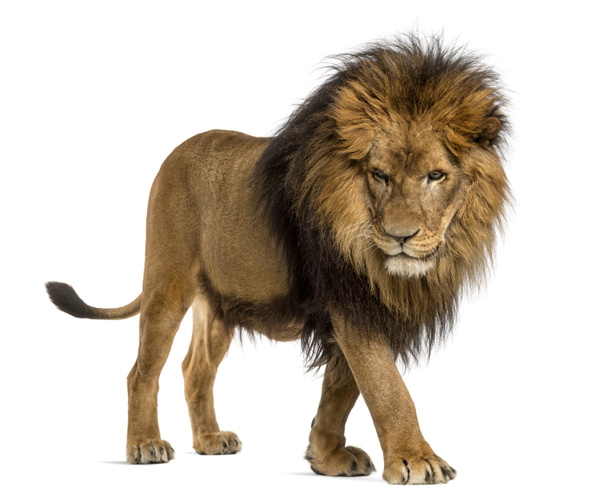 Vista laterale di un Leone che cammina, guardando in basso, Panthera Leo, 10 anni
 - Foto, immagini
