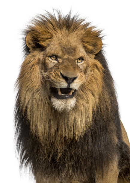 Крупный план ревущего льва, Panthera Leo, 10 лет, изолирован
 - Фото, изображение