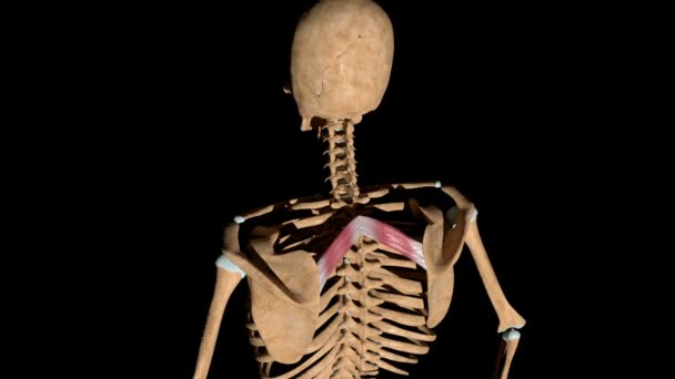 Este video muestra los músculos romboides menores en el esqueleto
 - Metraje, vídeo