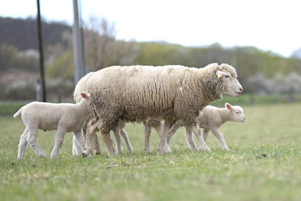 Мать-овца и ее ягнята весной
 - Фото, изображение
